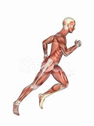 anatomie

